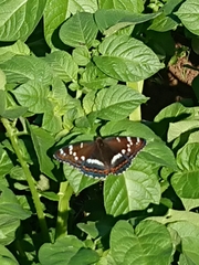 Limenitis populi