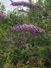 Buddleja davidii