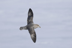 Fulmarus glacialis glacialis
