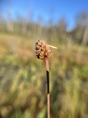 Coleophora xyridella photo 4