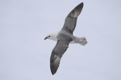 Fulmarus glacialis glacialis