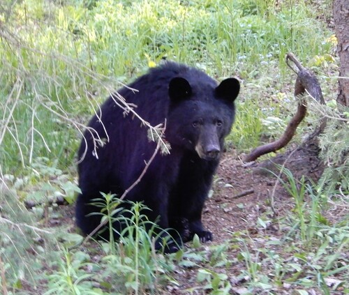 American Black Bear photographed in Michigan