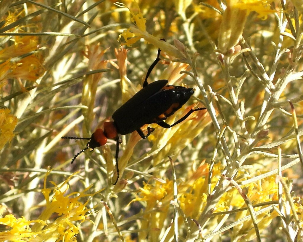 Lytta vulnerata from Benton County, WA, USA on October 14, 2024 at 02