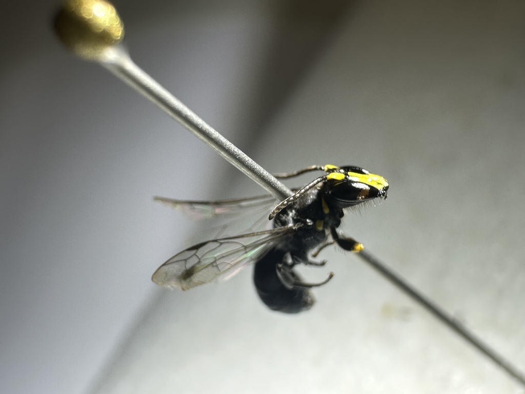 Scutate-horned Masked Bee