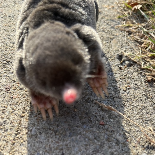 Hairy-tailed Mole, photo 10 of 10