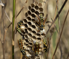 Polistes mongolicus