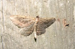 Philereme transversata