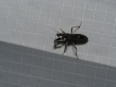 Ectomocoris