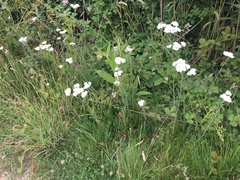 Achillea millefolium