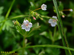 Epilobium amurense