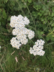 Achillea millefolium