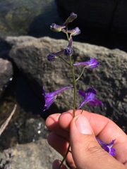 Delphinium polycladon