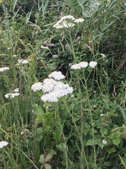 Achillea millefolium