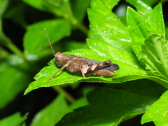 Apalacris varicornis