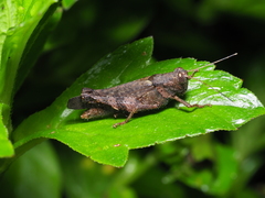 Apalacris varicornis