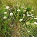 Wild Carrot - Photo (c) John Kirk, some rights reserved (CC BY-NC), uploaded by John Kirk