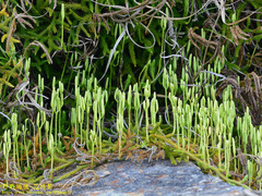 Lycopodium japonicum