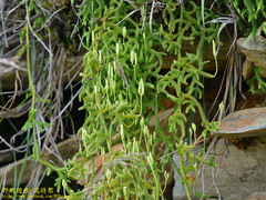 Lycopodium japonicum