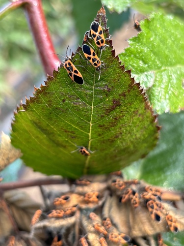 Tropidothorax sinensis