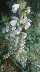 Acanthus mollis