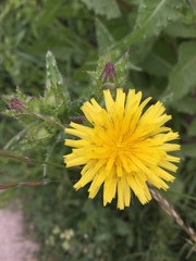 Helminthotheca echioides