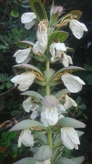 Acanthus mollis