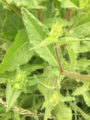 Helminthotheca echioides