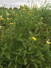 Helminthotheca echioides