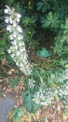 Acanthus mollis