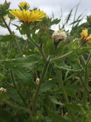 Helminthotheca echioides