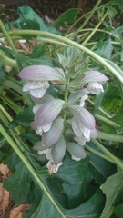Acanthus mollis