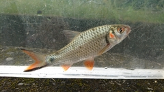 Systomus orphoides