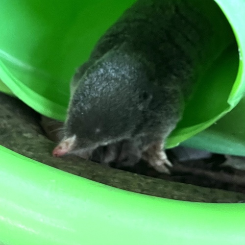 Hairy-tailed Mole, photo 6 of 10