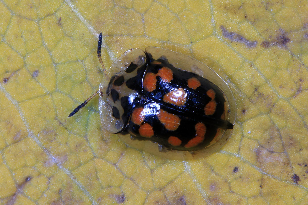 Aethiopocassis flaccida