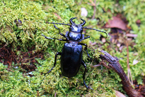 Notophysis johnstoni