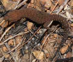 Pachydactylus affinis