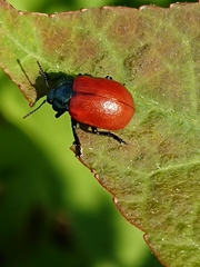 Chrysomela populi