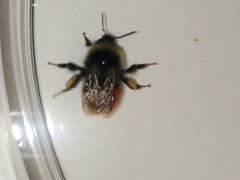 Bombus lapponicus