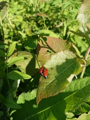 Chrysomela populi