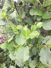Alnus glutinosa