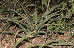 Sansevieria aethiopica