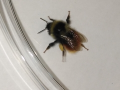 Bombus lapponicus