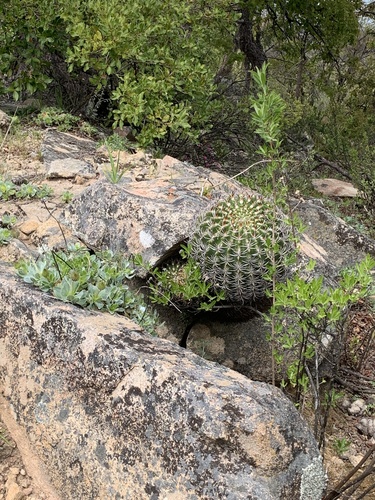 Eriosyce marksiana