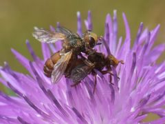 Sicus ferrugineus