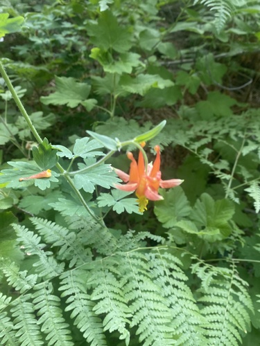iNaturalist observation photo of western columbine