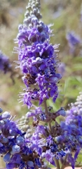Vitex agnus-castus