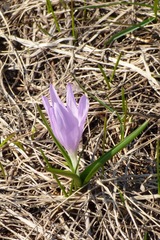 Colchicum bulbocodium versicolor
