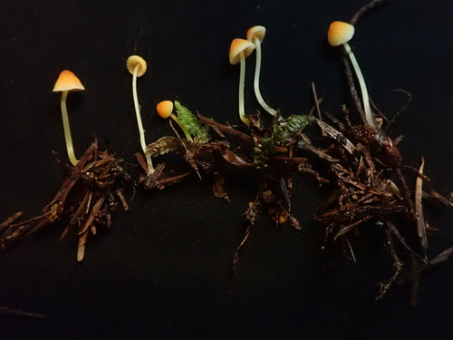 Owingsia PNW01 graham.jpg