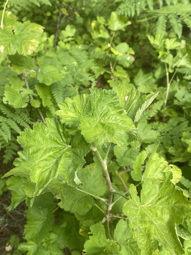 iNaturalist observation photo of Dicots