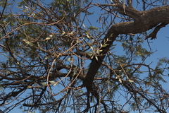 Agelanthus natalitius